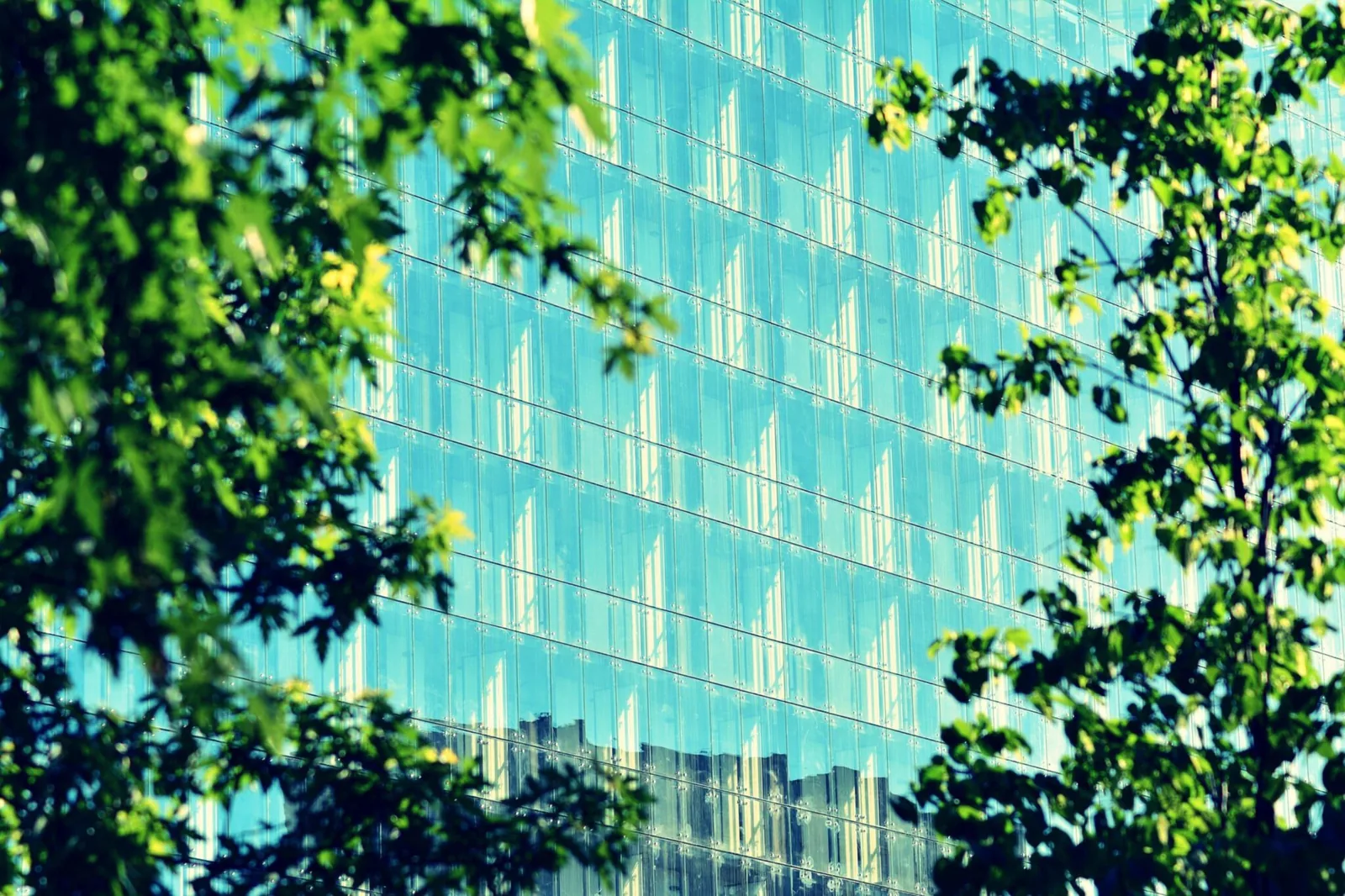 Glass facade seen through leaves