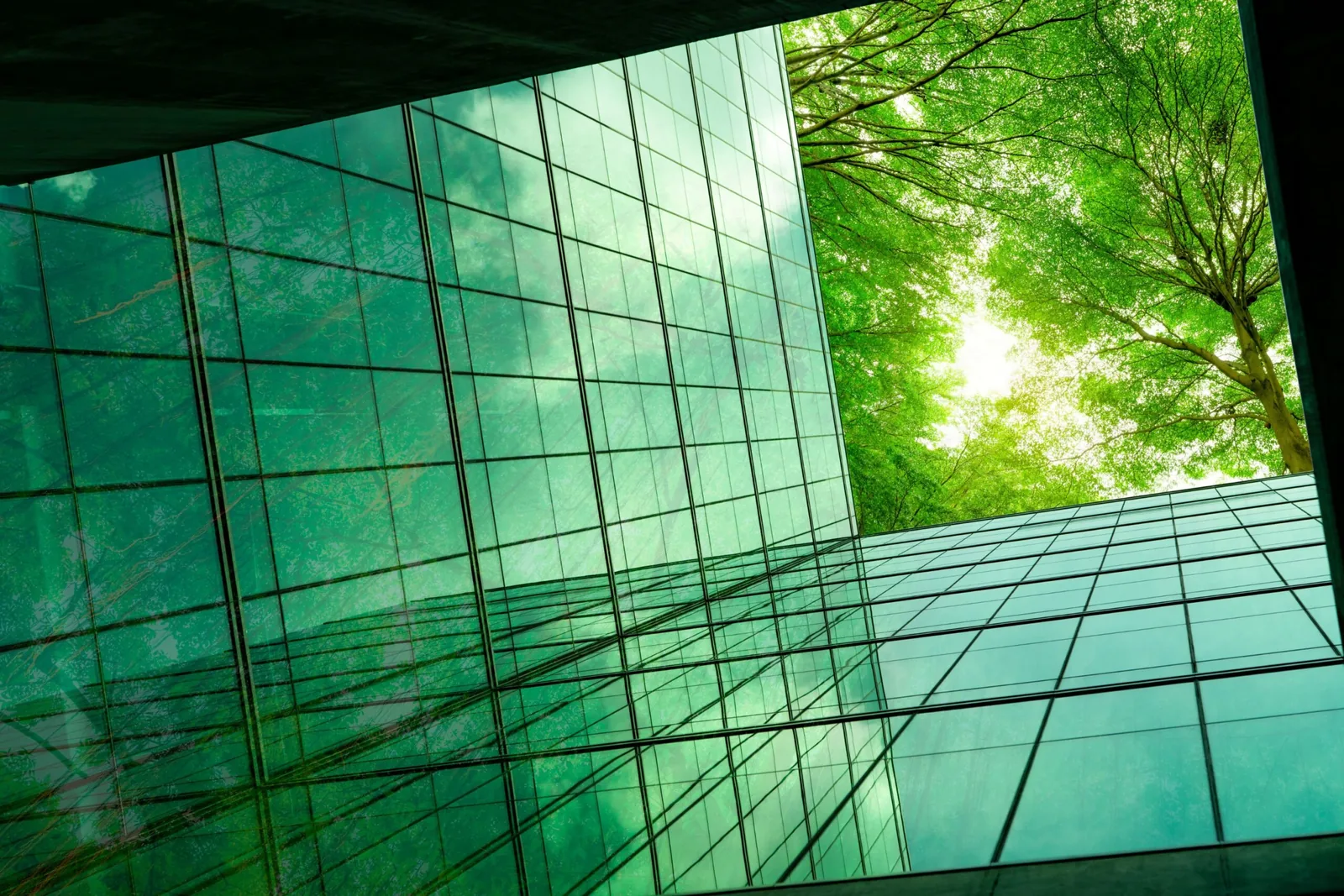 Glass office facade reflecting a tree canopy