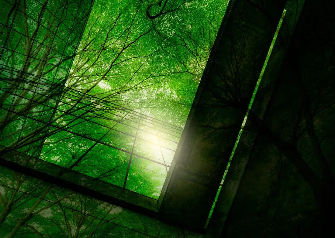 Tree canopy seen through a glass roof