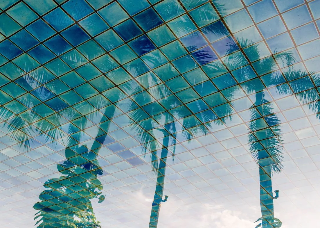 Palms reflected in a glass roof