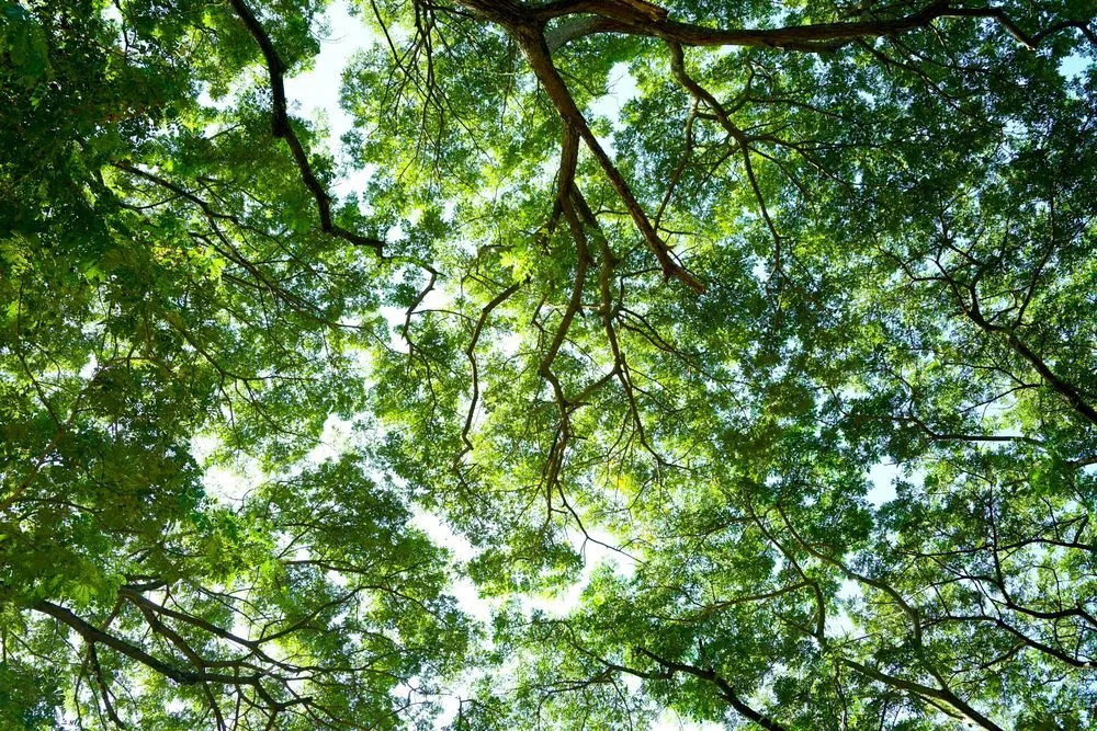 Tree canopy seen from below